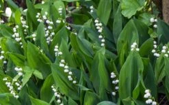 Lily Of The Valley (Convallaria Majalis) - 5 Pack Quart Pots -Garden Care convallaria majalis lily of the valley 24