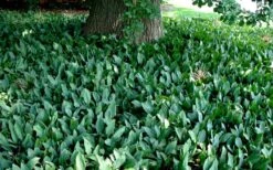 Lily Of The Valley (Convallaria Majalis) - 5 Pack Quart Pots -Garden Care convallaria majalis lily of the valley 25