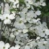Jean's Appalachian Snow White Dogwood Tree - 3 Gallon Pot