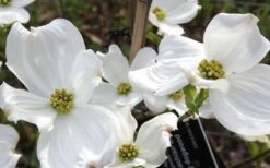 Jean's Appalachian Snow White Dogwood Tree - 3 Gallon Pot -Garden Care cornus florida jeans appalachian snow white dogwood 4 1