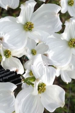 Jean's Appalachian Snow White Dogwood Tree - 3 Gallon Pot -Garden Care cornus florida jeans appalachian snow white dogwood 5 1