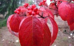 Super Princess White Dogwood - 3 Gallon Pot -Garden Care cornus florida super princess dogwood 1