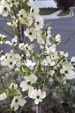 Super Princess White Dogwood - 3 Gallon Pot -Garden Care cornus florida super princess dogwood 4