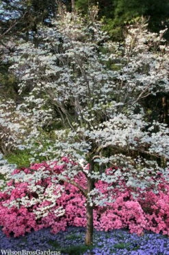 Super Princess White Dogwood - 3 Gallon Pot -Garden Care cornus florida super princess dogwood 6