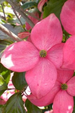 Pink Chinese Dogwood - Cornus Kousa 'Satomi' - 2 Gallon Pot -Garden Care cornus kousa satomi pink dogwood 20