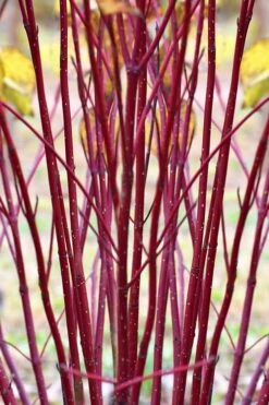 Red Osier Red Twig Dogwood (Cornus Sericea) - 2 Gallon Pot 11 Red Osier Red Twig Dogwood (Cornus Sericea) - 2 Gallon Pot -Garden Care cornus sericera red osier dogwood 1