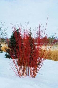 Red Osier Red Twig Dogwood (Cornus Sericea) - 2 Gallon Pot 10 Red Osier Red Twig Dogwood (Cornus Sericea) - 2 Gallon Pot -Garden Care cornus sericera red osier dogwood 4