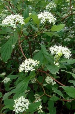 Red Osier Red Twig Dogwood (Cornus Sericea) - 2 Gallon Pot 12 Red Osier Red Twig Dogwood (Cornus Sericea) - 2 Gallon Pot -Garden Care cornus sericera red osier dogwood 5