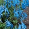 Hillier Porcelain Blue Corydalis - 1 Gallon Pot