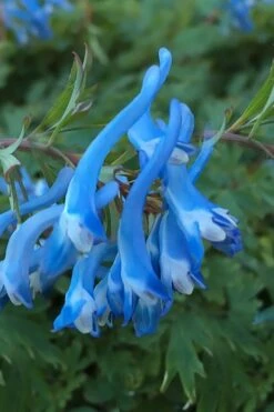 Hillier Porcelain Blue Corydalis - 1 Gallon Pot -Garden Care corydalis flexuosa porcelian blue 3