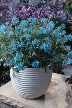 Hillier Porcelain Blue Corydalis - 1 Gallon Pot -Garden Care corydalis flexuosa porcelian blue 5