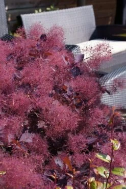 Dusky Maiden Smoke Tree (Single Trunk Topiary) - 7 Gallon Pot (3-4') -Garden Care cotinus dusky maiden smoke bush 4