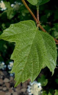 Cranberry Viburnum (Highbush) - 3 Gallon Pot -Garden Care cranberry viburnum 2