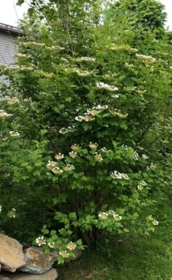 Cranberry Viburnum (Highbush) - 3 Gallon Pot -Garden Care cranberry viburnum 4