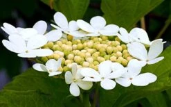 Cranberry Viburnum (Highbush) - 3 Gallon Pot -Garden Care cranberry viburnum 6