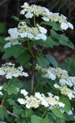 Cranberry Viburnum (Highbush) - 3 Gallon Pot -Garden Care cranberry viburnum 7