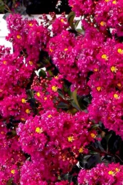 Berry Dazzle Dwarf Crape Myrtle (Single-Trunk Topiary) - 7 Gallon Pot -Garden Care crape myrtle berry dazzle tree form topiary standard 2
