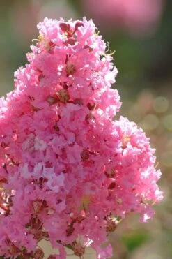 Sioux Pink Crape Myrtle Tree (Single Trunk) - 5 Gallon Pot -Garden Care crape myrtle sioux pink 52