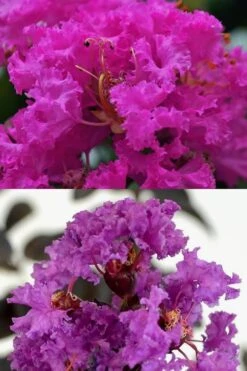 Twilight Purple Crape Myrtle - 7 Gallon Pot (4-5') -Garden Care crape myrtle twilight purple 22