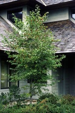 Washington Hawthorn (Crataegus Phaenopyrum) - 1 Gallon Pot -Garden Care crataegus phaenopyrum washington hawthorne 1