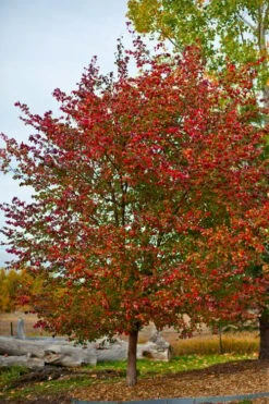 Washington Hawthorn (Crataegus Phaenopyrum) - 1 Gallon Pot -Garden Care crataegus phaenopyrum washington hawthorne 3