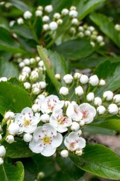 Washington Hawthorn (Crataegus Phaenopyrum) - 1 Gallon Pot -Garden Care crataegus phaenopyrum washington hawthorne 5