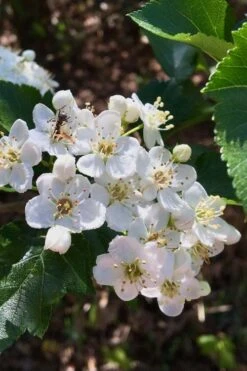 Washington Hawthorn (Crataegus Phaenopyrum) - 1 Gallon Pot -Garden Care crataegus phaenopyrum washington hawthorne 6