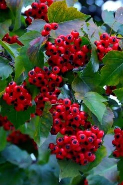 Washington Hawthorn (Crataegus Phaenopyrum) - 1 Gallon Pot -Garden Care crataegus phaenopyrum washington hawthorne 7
