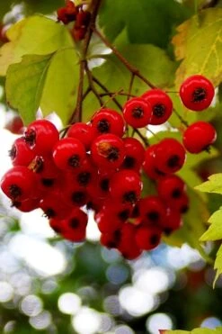 Washington Hawthorn (Crataegus Phaenopyrum) - 1 Gallon Pot -Garden Care crataegus phaenopyrum washington hawthorne 8