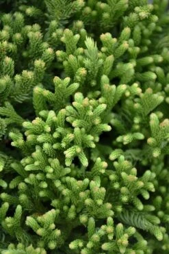 Dragon Warrior Cryptomeria - 3 Gallon Pot -Garden Care cryptomeria dragon warrior japanese cedar 1