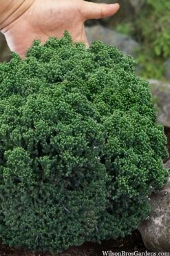 Dragon Warrior Cryptomeria - 3 Gallon Pot -Garden Care cryptomeria dragon warrior japanese cedar 4
