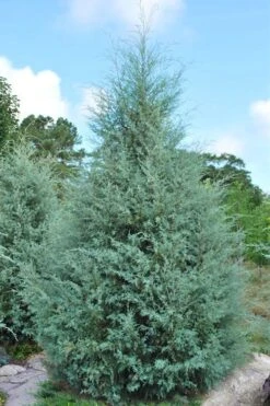 Carolina Sapphire Arizona Cypress - 7 Gallon Pot (3-4') -Garden Care cupressus arizonica arizona carolina sapphire cypress 1