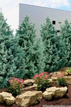 Carolina Sapphire Arizona Cypress - 6 Pack Of 1 Gallon Pots
