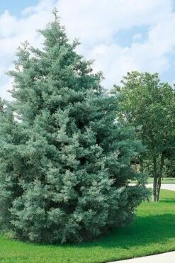 Carolina Sapphire Arizona Cypress - 7 Gallon Pot (3-4') -Garden Care cupressus arizonica arizona carolina sapphire cypress 102