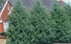 Carolina Sapphire Arizona Cypress - 5 Gallon Pot -Garden Care cupressus arizonica arizona carolina sapphire cypress 103 1