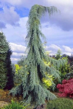 Raywood Weeping Arizona Cypress - 6 Gallon Pot
