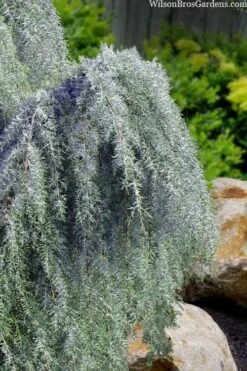 Raywood Weeping Arizona Cypress - 6 Gallon Pot -Garden Care cupressus arizonica raymonds weeping arizona cypress 3