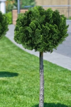 Dwarf Hinoki Cypress Tree (Single Trunk Topiary) - 7 Gallon Pot -Garden Care cypress dwarf hinoki stand topiary tree form 1