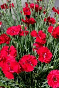 Fire Star Dianthus (Carnation) - 1 Gallon Pot -Garden Care dianthus fire star 2