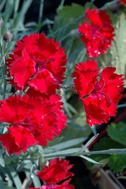 Fire Star Dianthus (Carnation) - 1 Gallon Pot -Garden Care dianthus fire star cottage pinks 101