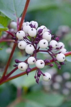 Red Osier Red Twig Dogwood (Cornus Sericea) - 2 Gallon Pot 13 Red Osier Red Twig Dogwood (Cornus Sericea) - 2 Gallon Pot -Garden Care dogwood red osier 500x750 1