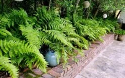 Autumn Brilliance Fern (Dryopteris Erythrosora) - 6 Pack Of 1 Gallon Pots -Garden Care dryopteris erythrosora autumn brilliance fern 10 1