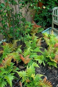 Autumn Brilliance Fern (Dryopteris Erythrosora) - 6 Pack Of 1 Gallon Pots -Garden Care dryopteris erythrosora autumn brilliance fern 11 1