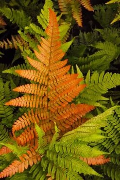 Autumn Brilliance Fern (Dryopteris Erythrosora) - 6 Pack Of 1 Gallon Pots -Garden Care dryopteris erythrosora autumn brilliance fern 2 1