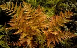 Autumn Brilliance Fern (Dryopteris Erythrosora) - 6 Pack Of 1 Gallon Pots -Garden Care dryopteris erythrosora autumn brilliance fern 3 1