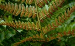 Autumn Brilliance Fern (Dryopteris Erythrosora) - 1 Gallon Pot -Garden Care dryopteris erythrosora autumn brilliance fern 4