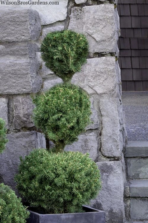 Poodle Tier Dwarf Alberta Spruce 3 Ball Topiary (3-Ball) - 3 Gallon Pot 1 Poodle Tier Dwarf Alberta Spruce 3 Ball Topiary (3-Ball) - 3 Gallon Pot