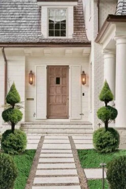 Dwarf Alberta Spruce 2-Ball Cone Topiary - 5 Gallon Pot 7 Dwarf Alberta Spruce 2-Ball Cone Topiary - 5 Gallon Pot -Garden Care dwarf alberta spruce 3 ball poodle tier with pyramid1