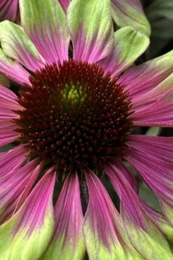 Sweet Sandia Coneflower (Echinacea) - 1 Gallon Pot -Garden Care echinacea purpurea sweet sandia coneflower 1