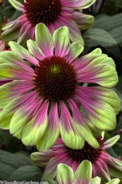 Sweet Sandia Coneflower (Echinacea) - 1 Gallon Pot